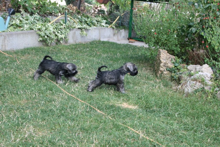 Du Mas De Brousse - bébés schnauzers nains poivre et sel